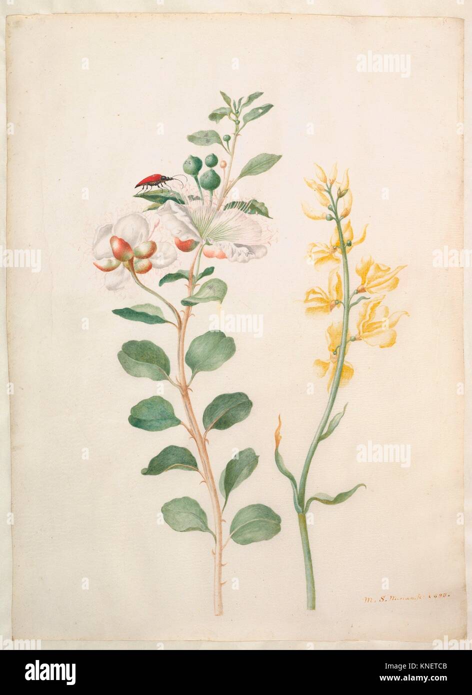 Study of Capers, Gorse, and a Beetle. Artist: Maria Sibylla Merian (German, 1647-1717 (active Holland)); Date: 1693; Medium: Watercolor, white Stock Photo