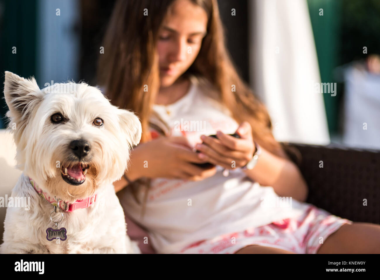 Portrait of cute white dog and teenage girl looking at her smartphone ...
