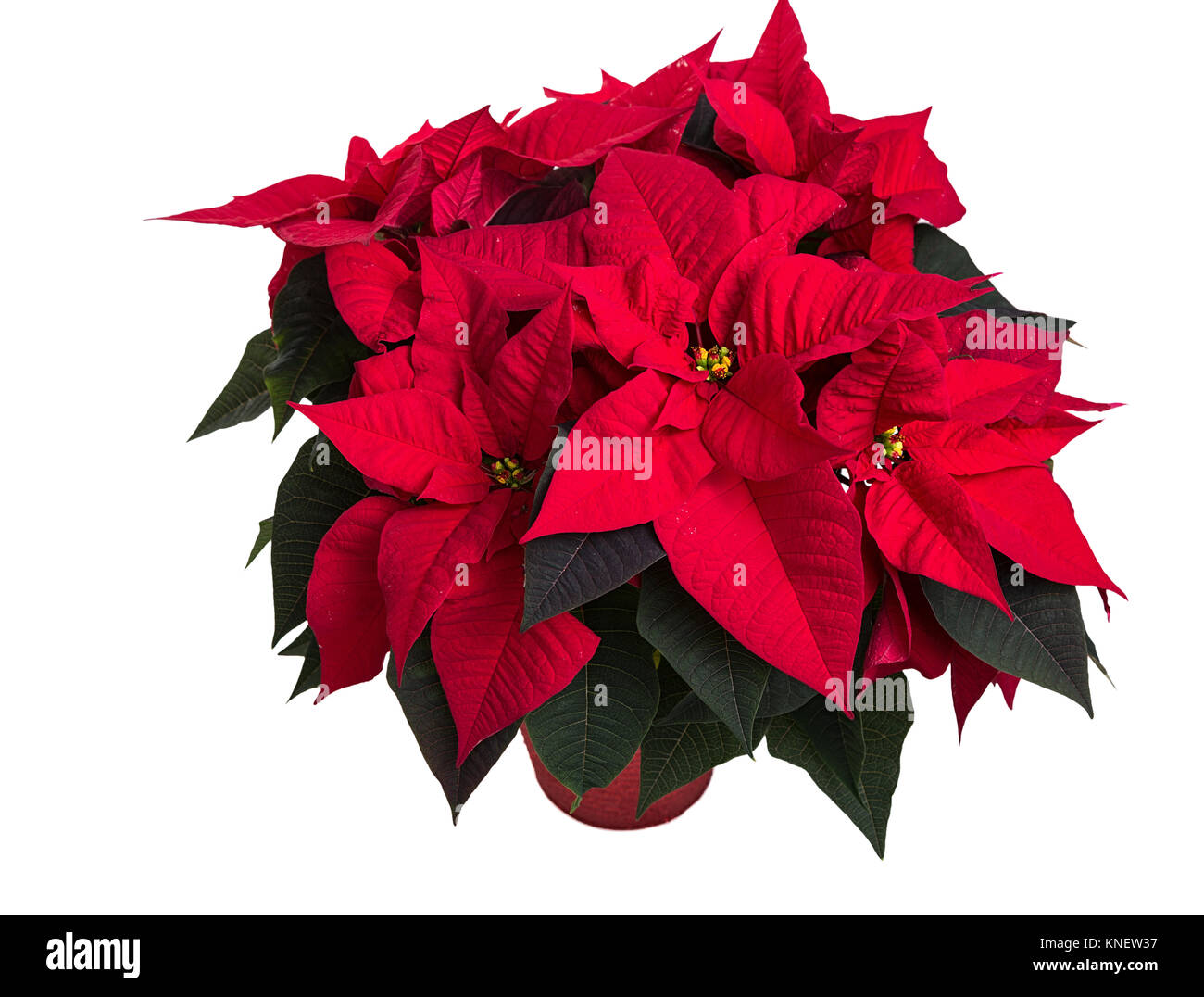 Pointsettia isolated on white Stock Photo - Alamy