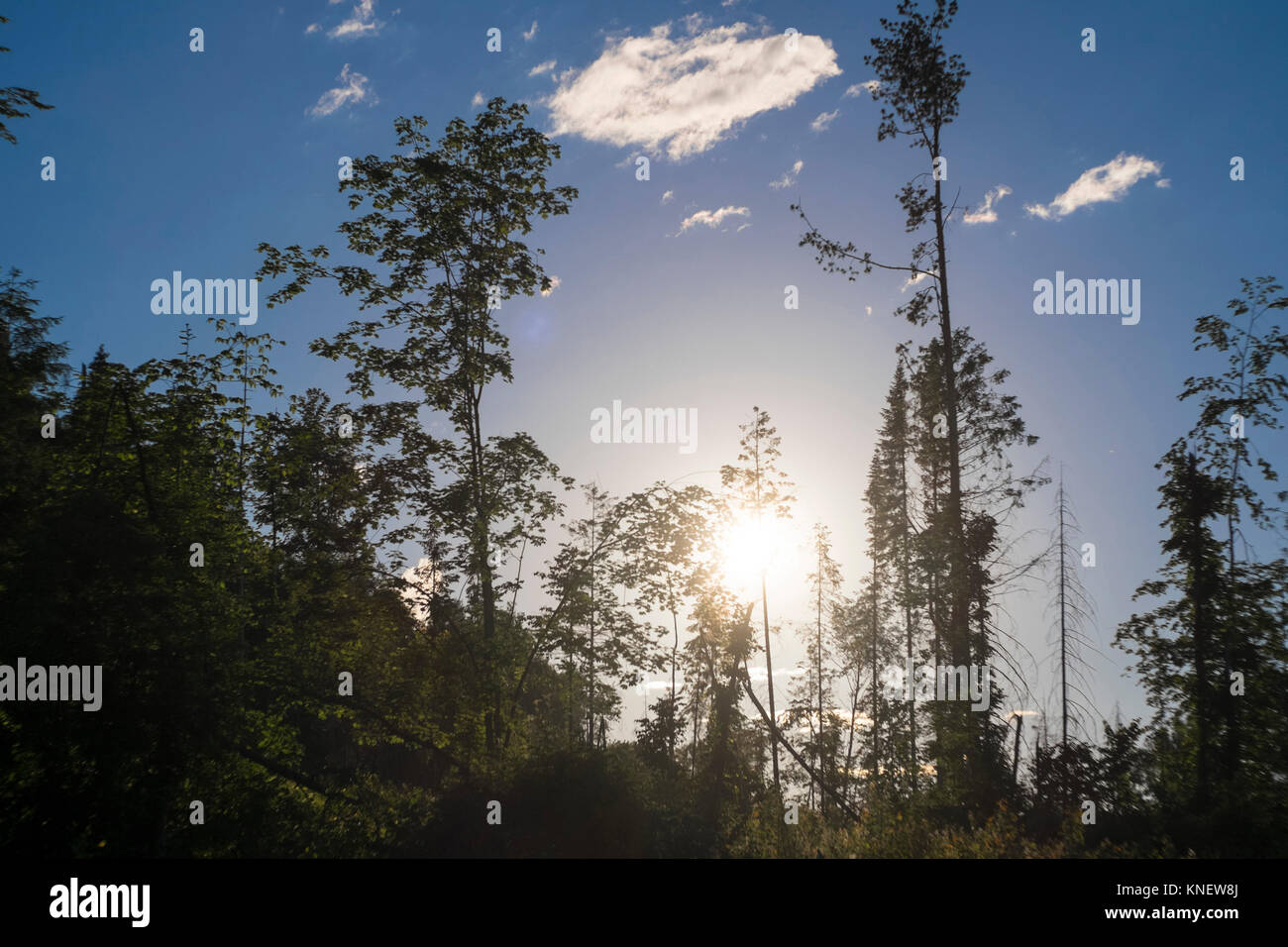 Scenic view, sun shining through trees, Ural, Chelyabinsk, Russia, Europe Stock Photo