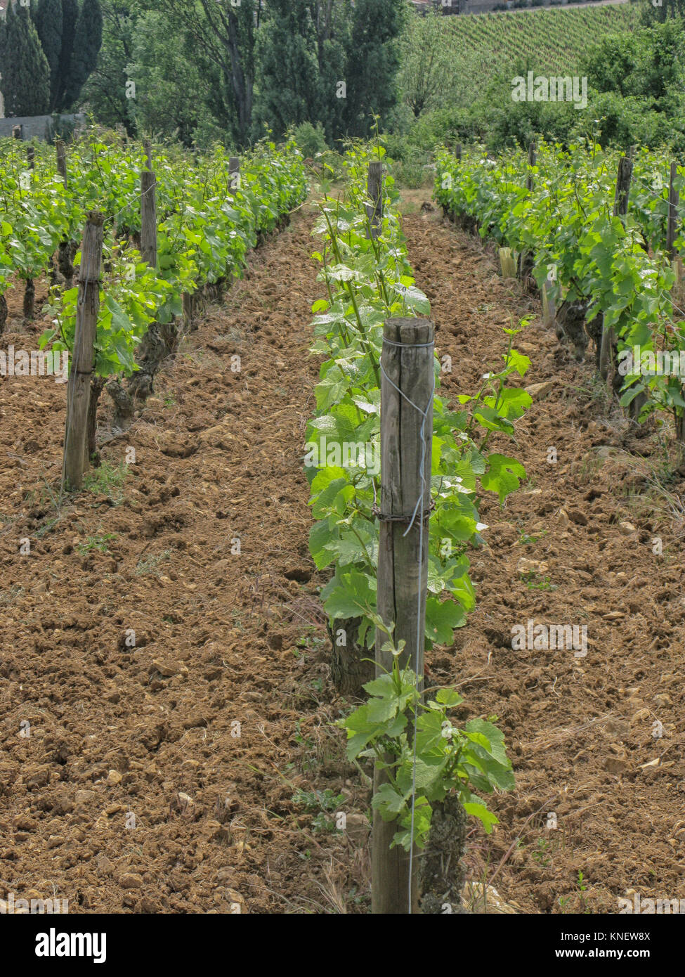 Grand cru vineyard in the Cote d'or in Burgundy, France Stock Photo