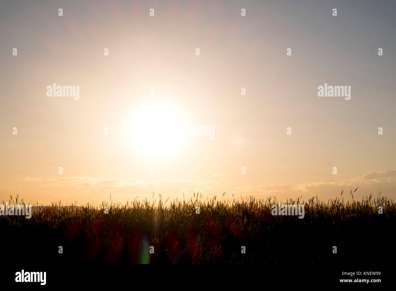 Scenic rural view of field at sunset, Ural, Chelyabinsk, Russia, Europe Stock Photo