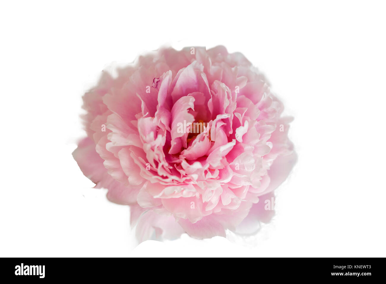 pink peony isolated on white background Stock Photo - Alamy
