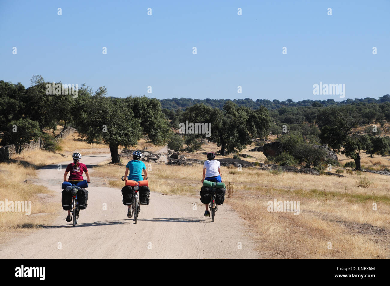 Three cyclists on the Via de la Plata camino route in Spain. They are cycling on a track through dehesa, dry scrubby grassland with scattered trees. Stock Photo