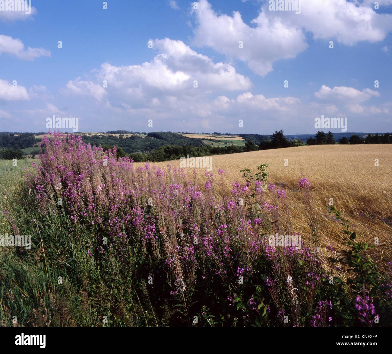 Kashubian landscape hi-res stock photography and images - Alamy