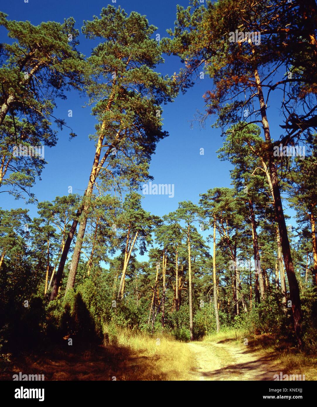 Poland. Pine wood Stock Photo Alamy