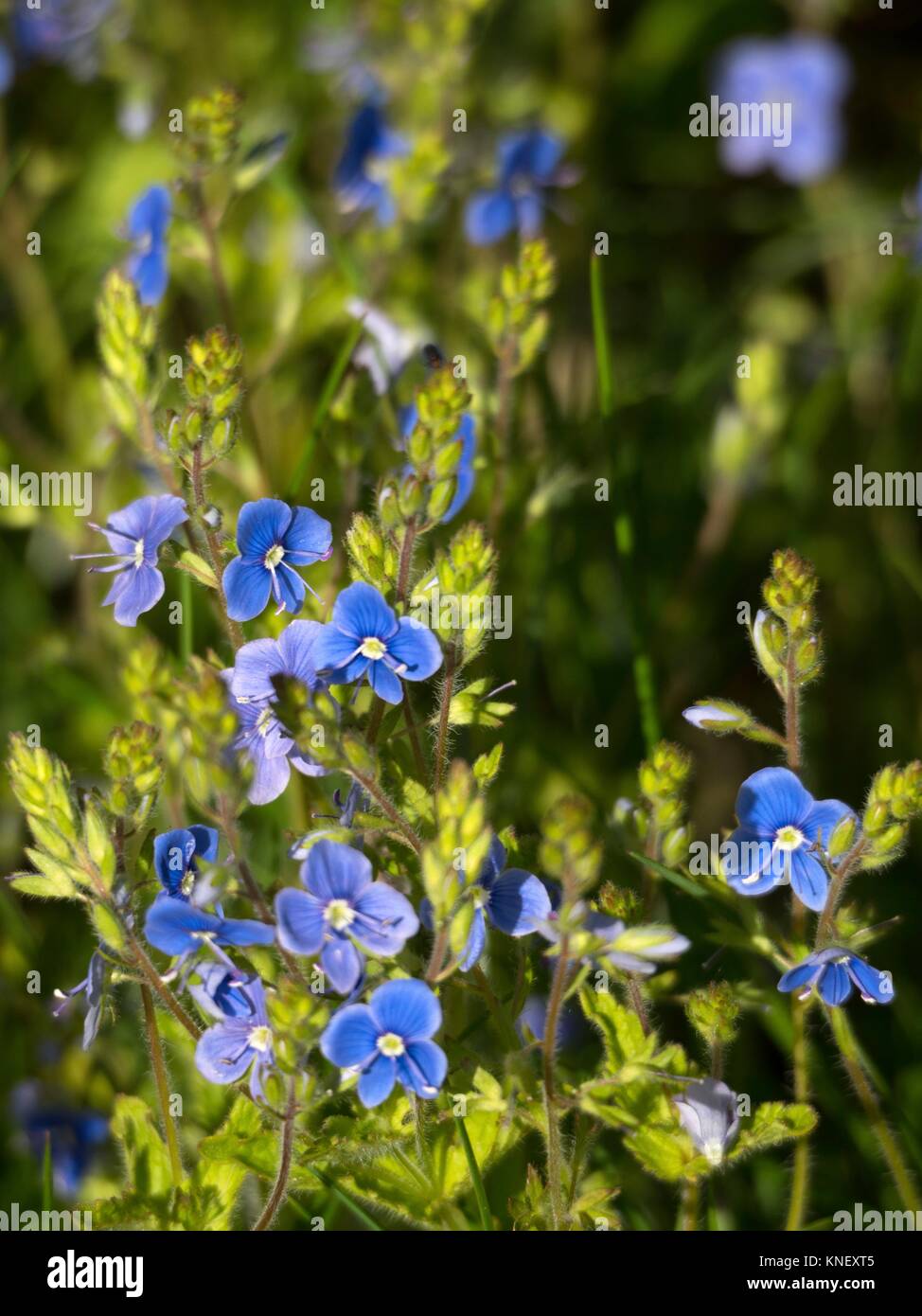 Wood me not flowers myosotis sylvatica hires stock photography