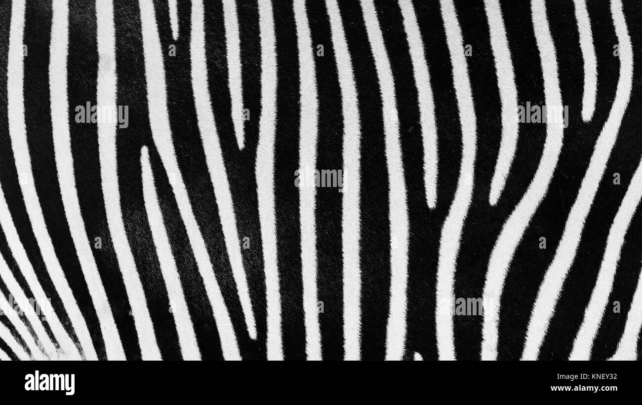 Black And White Zebra Skin Texture Stock Photo - Alamy