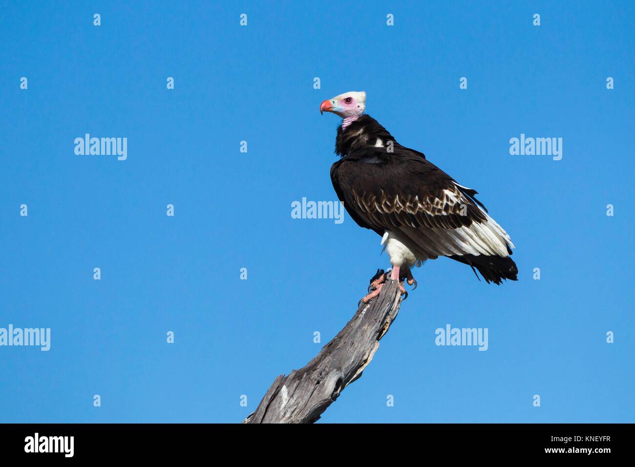 Whiteheaded Vulture (Trigonoceps occipitalis), Botswana, Africa Stock