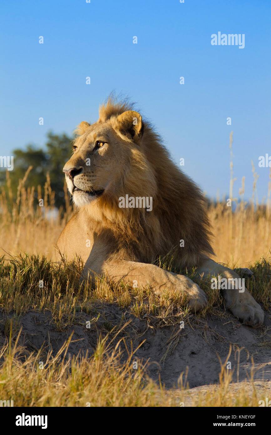 African Lion High Resolution Stock Photography and Images - Alamy
