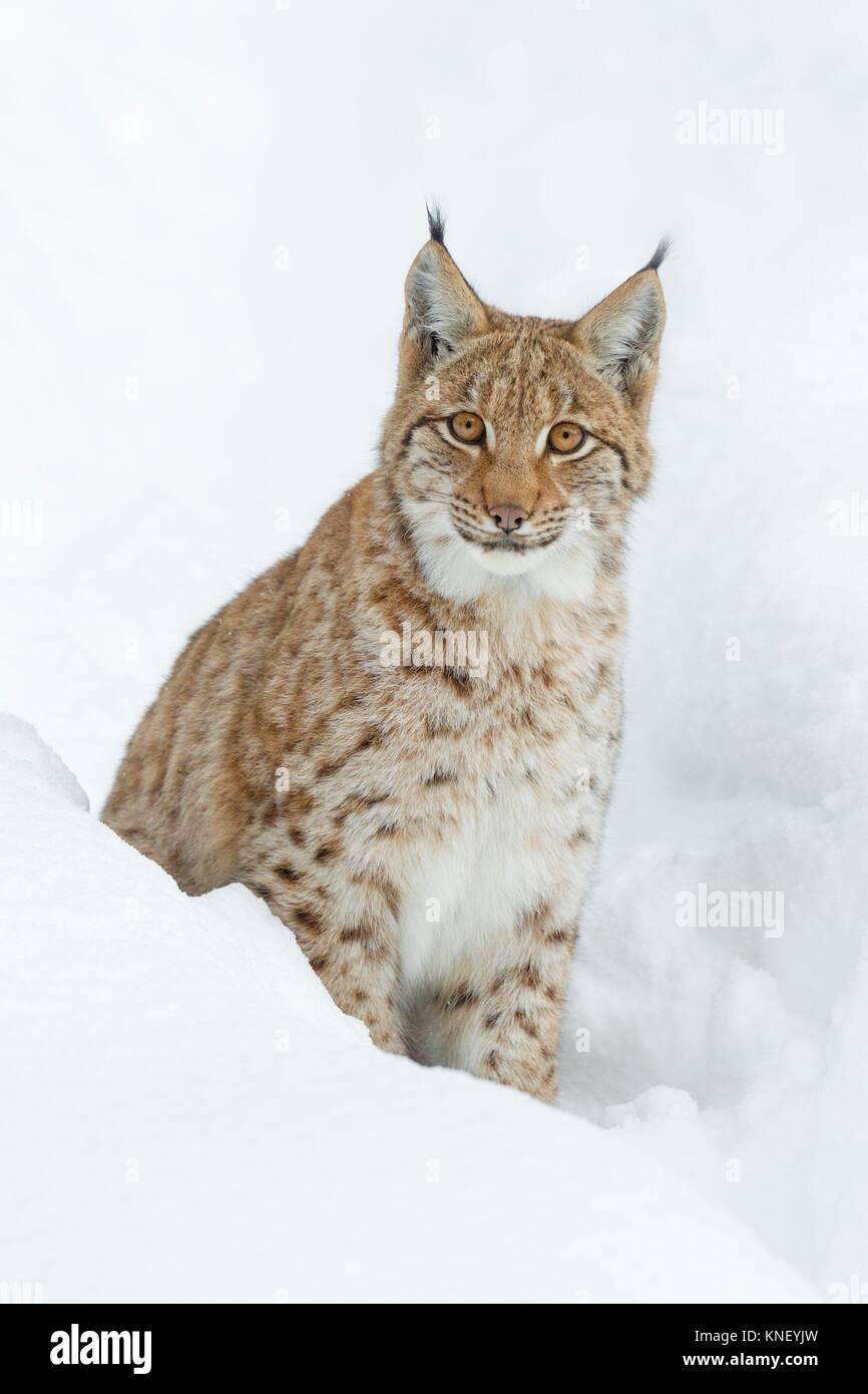 Eurasian Lynx (Lynx lynx) in deep snow, Bavaria, Germany. Stock Photo