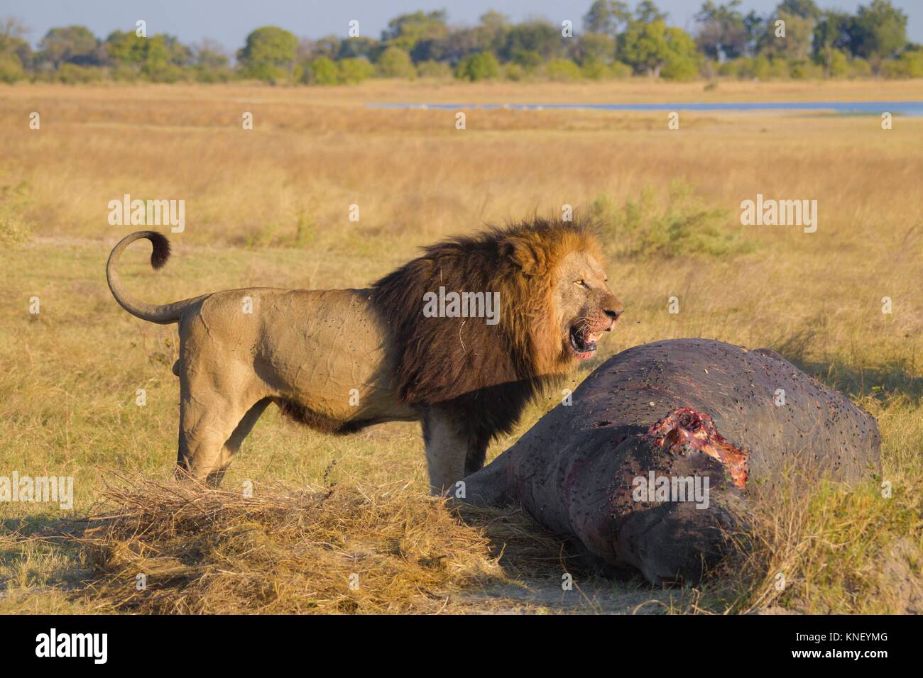 Male lion (Panthera leo), with hippo carcass. Okavango Delta, Botswana, Africa. Stock Photo