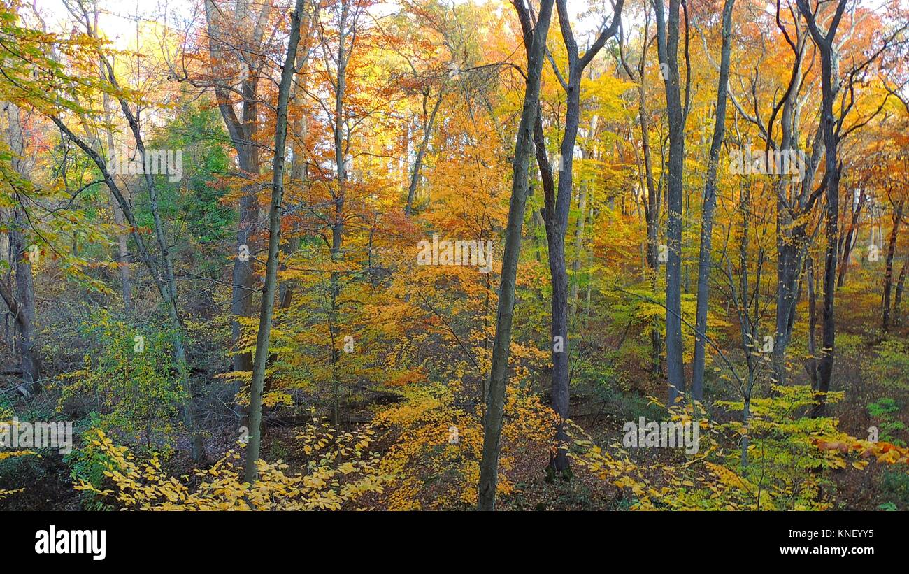 Autumn cuts a swath of color through the woods, Pennsylvania, USA. Stock Photo