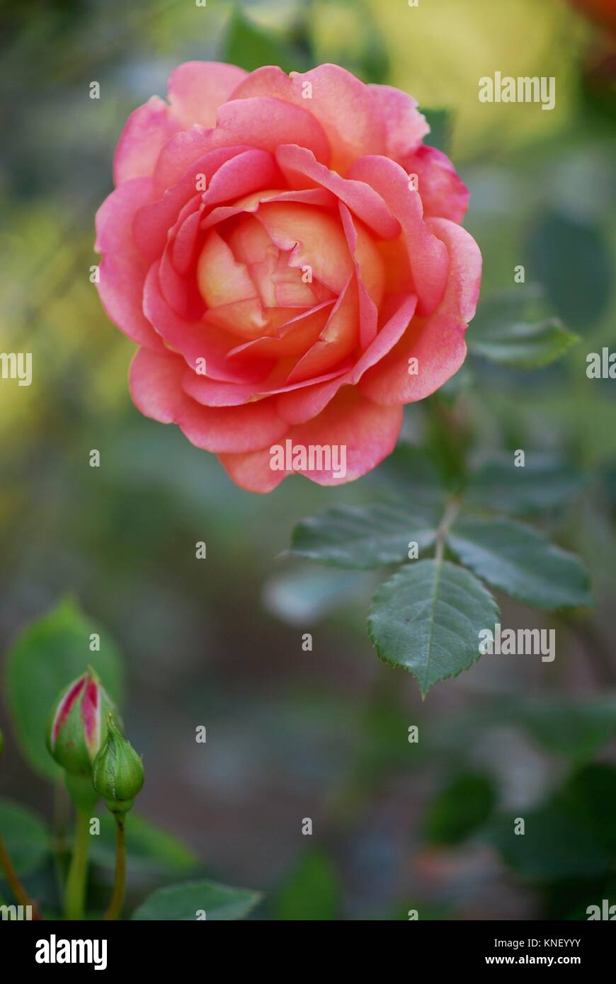The perfect rose hi-res stock photography and images - Alamy