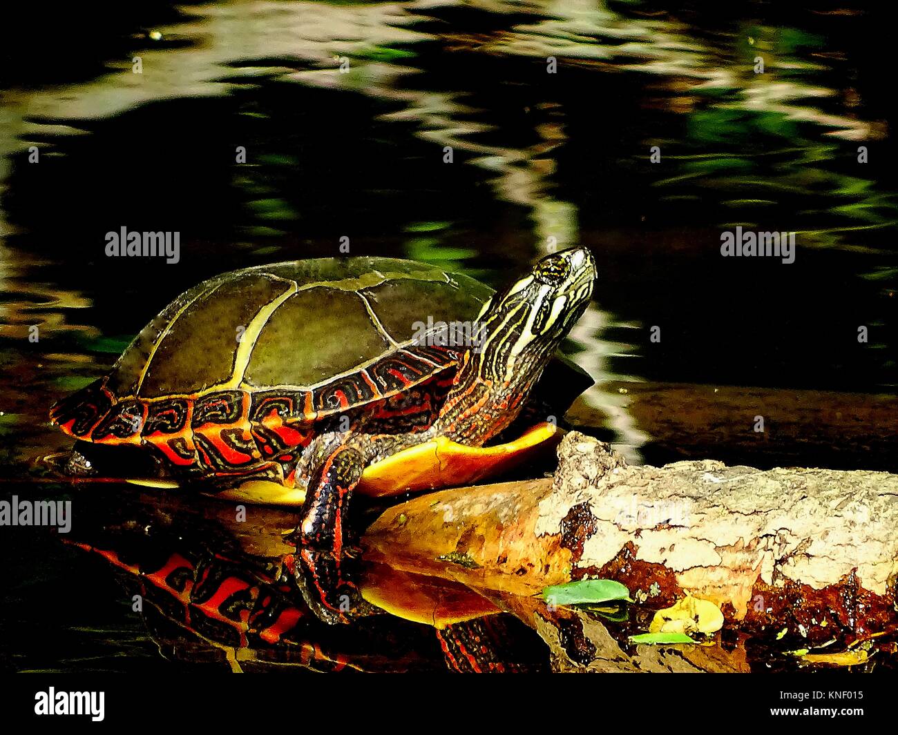 A painted turtle, Chrysemys picta, takes some sun on a log