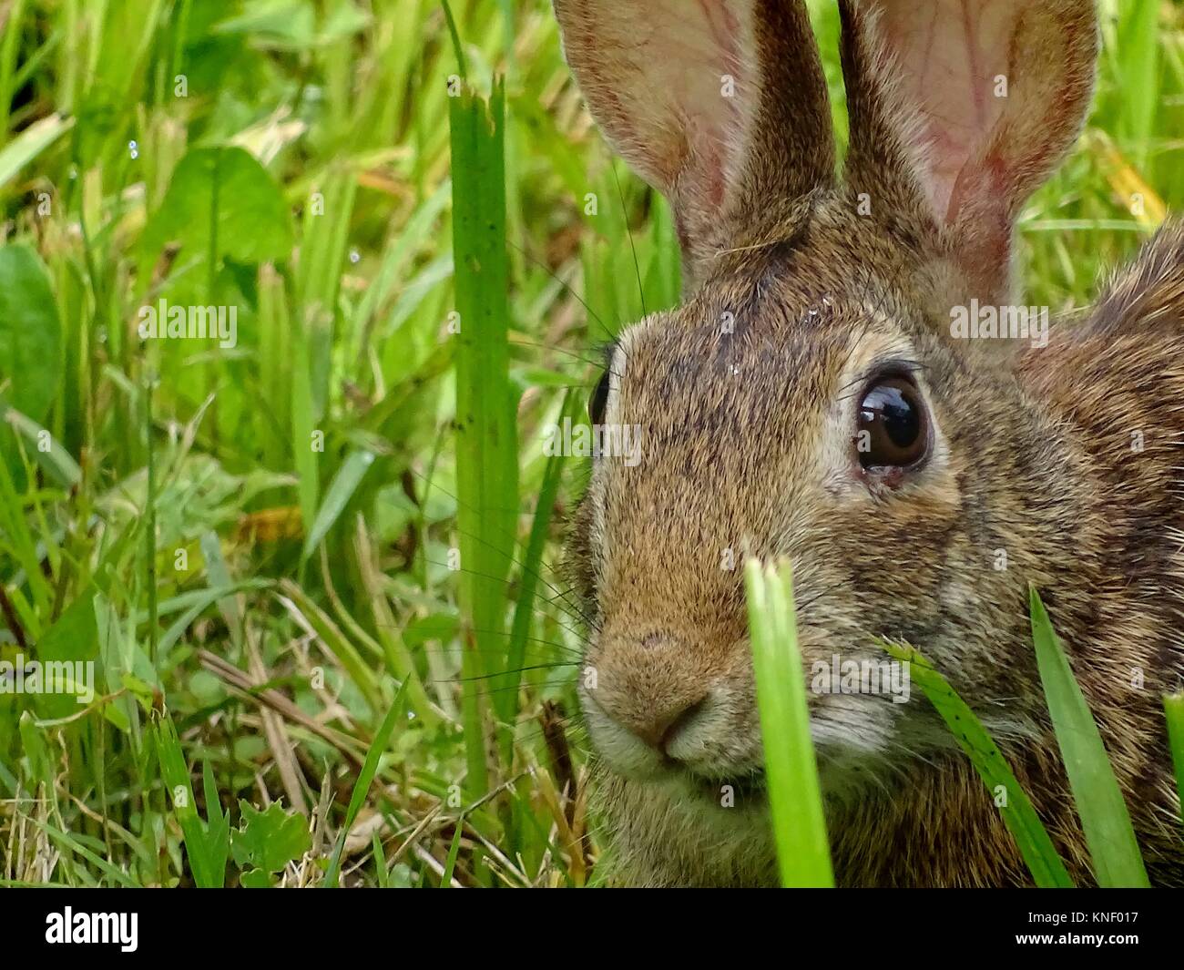 A rabbit hides in the grass, Pennsylvania, USA Stock Photo Alamy