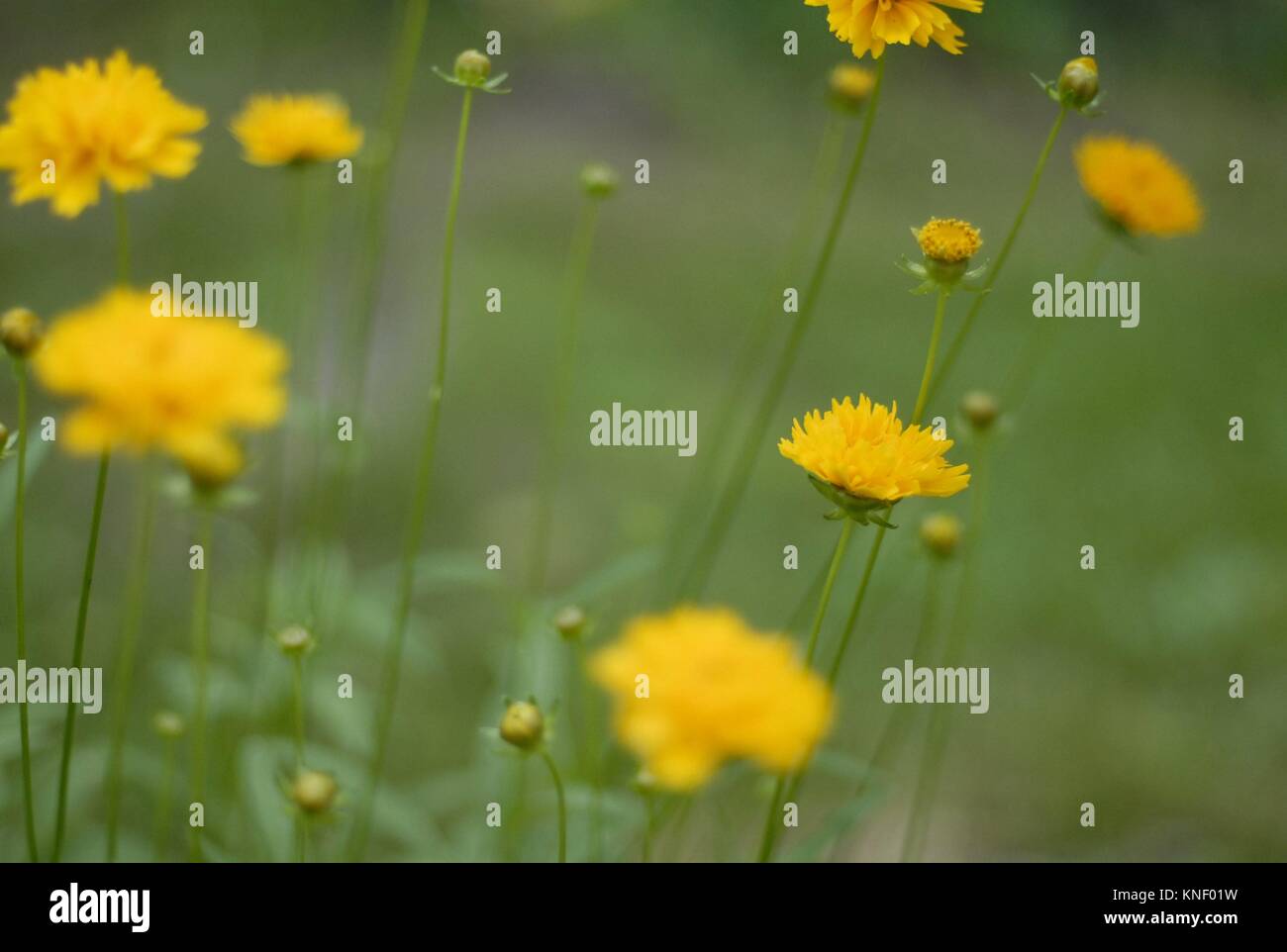 Yellow flowers in soft focus, Pennsylvania, USA Stock Photo Alamy
