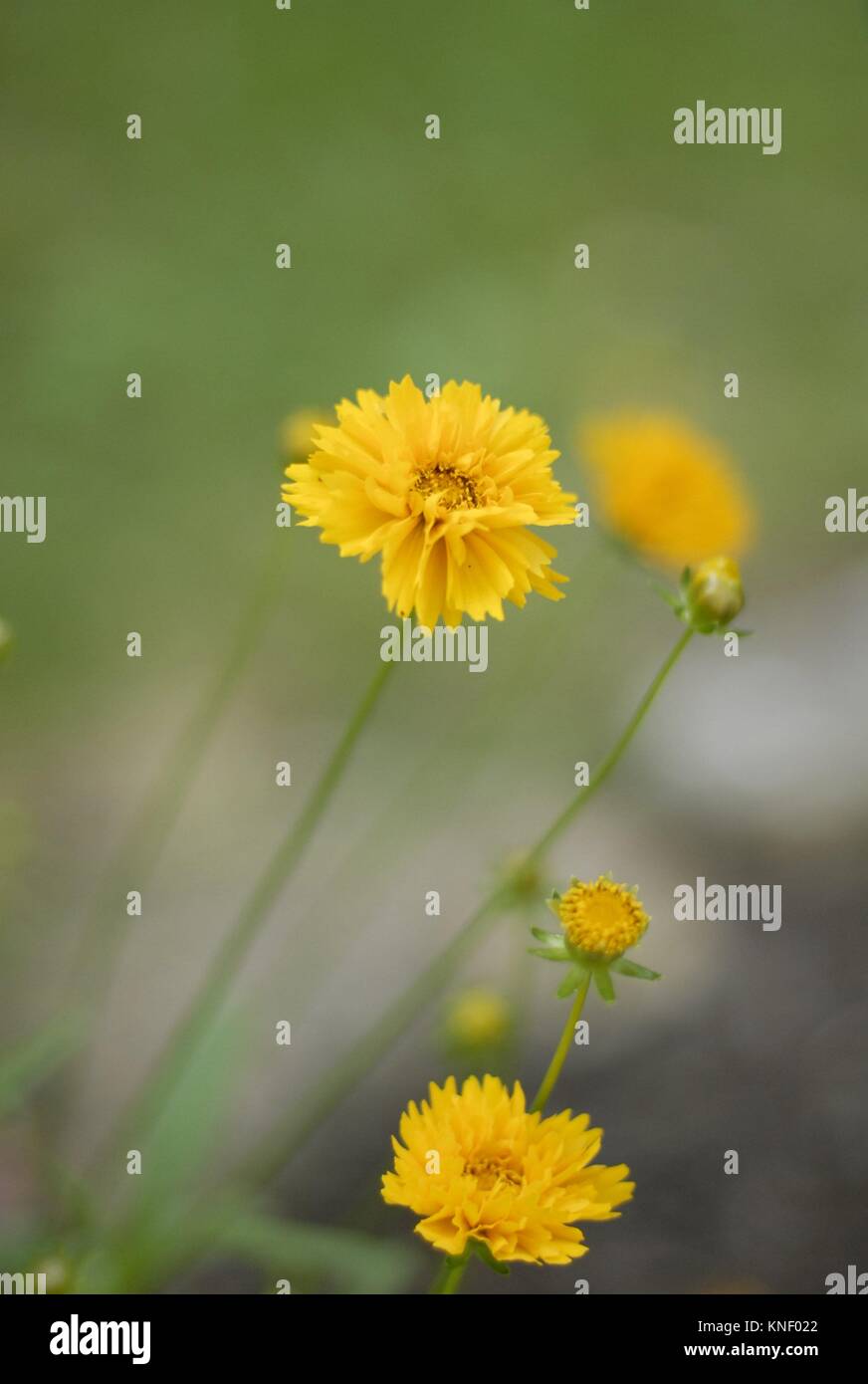 Yellow flowers in soft focus, Pennsylvania, USA Stock Photo Alamy