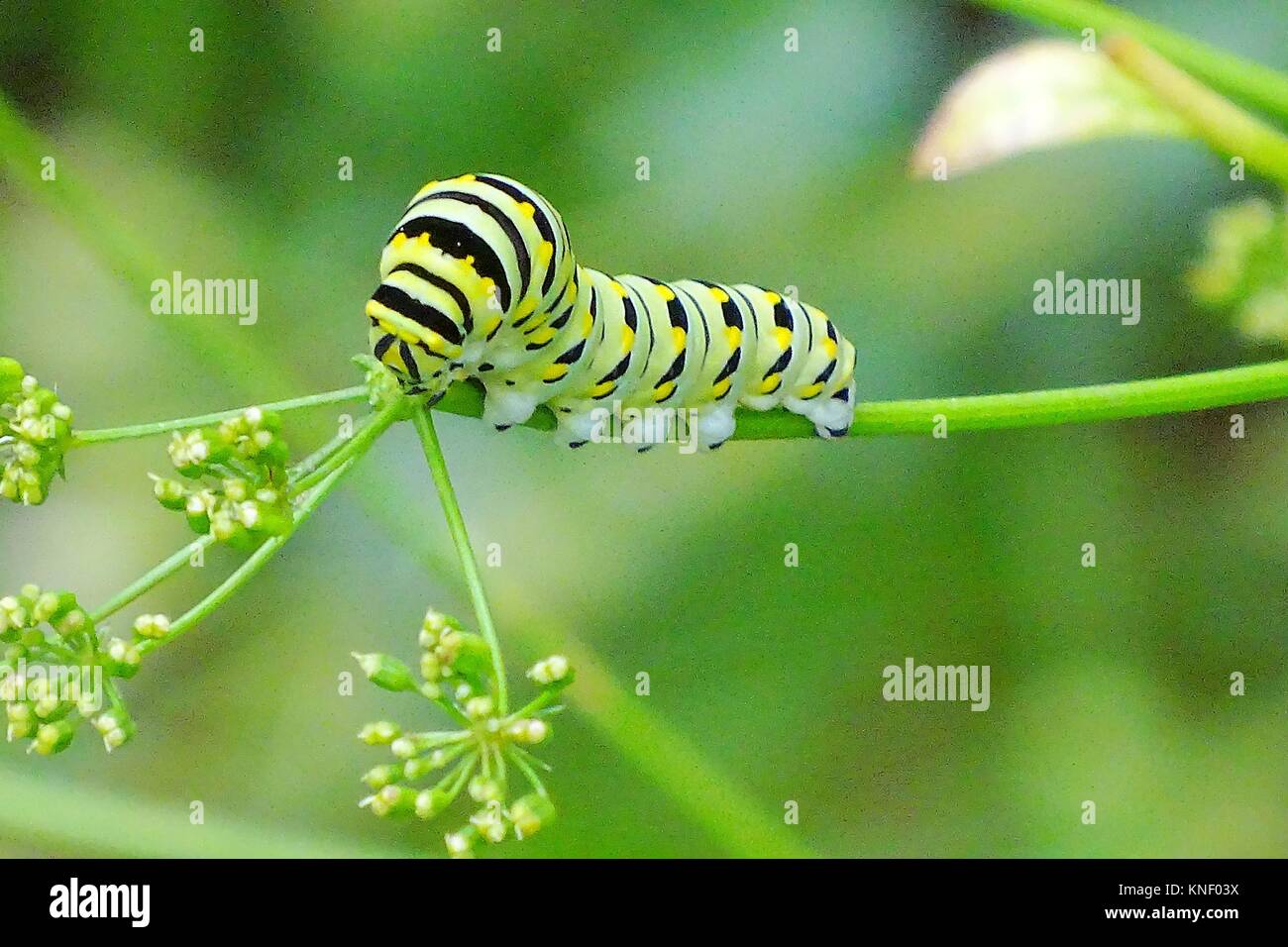 A monarch butterfly caterpillar, danaus plexippus, on parsley