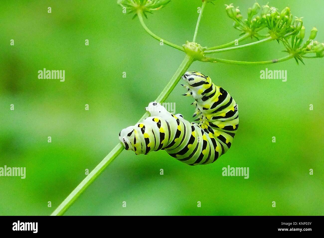 A monarch butterfly caterpillar, danaus plexippus, makes its way up a