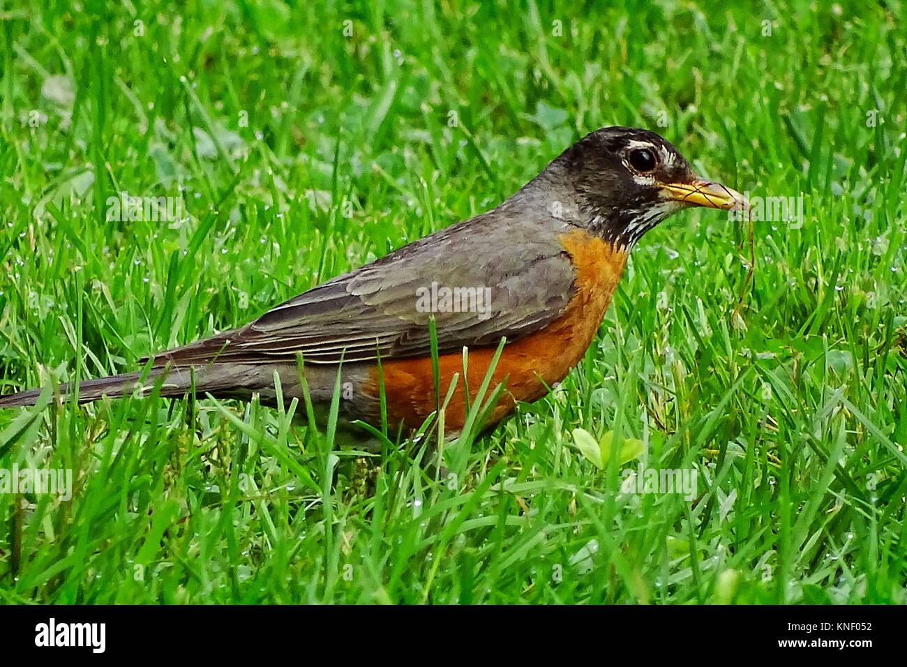 An American robin,Turdus migratorius, picks up a few strands of dry grass, Pennsylvania, USA. Stock Photo