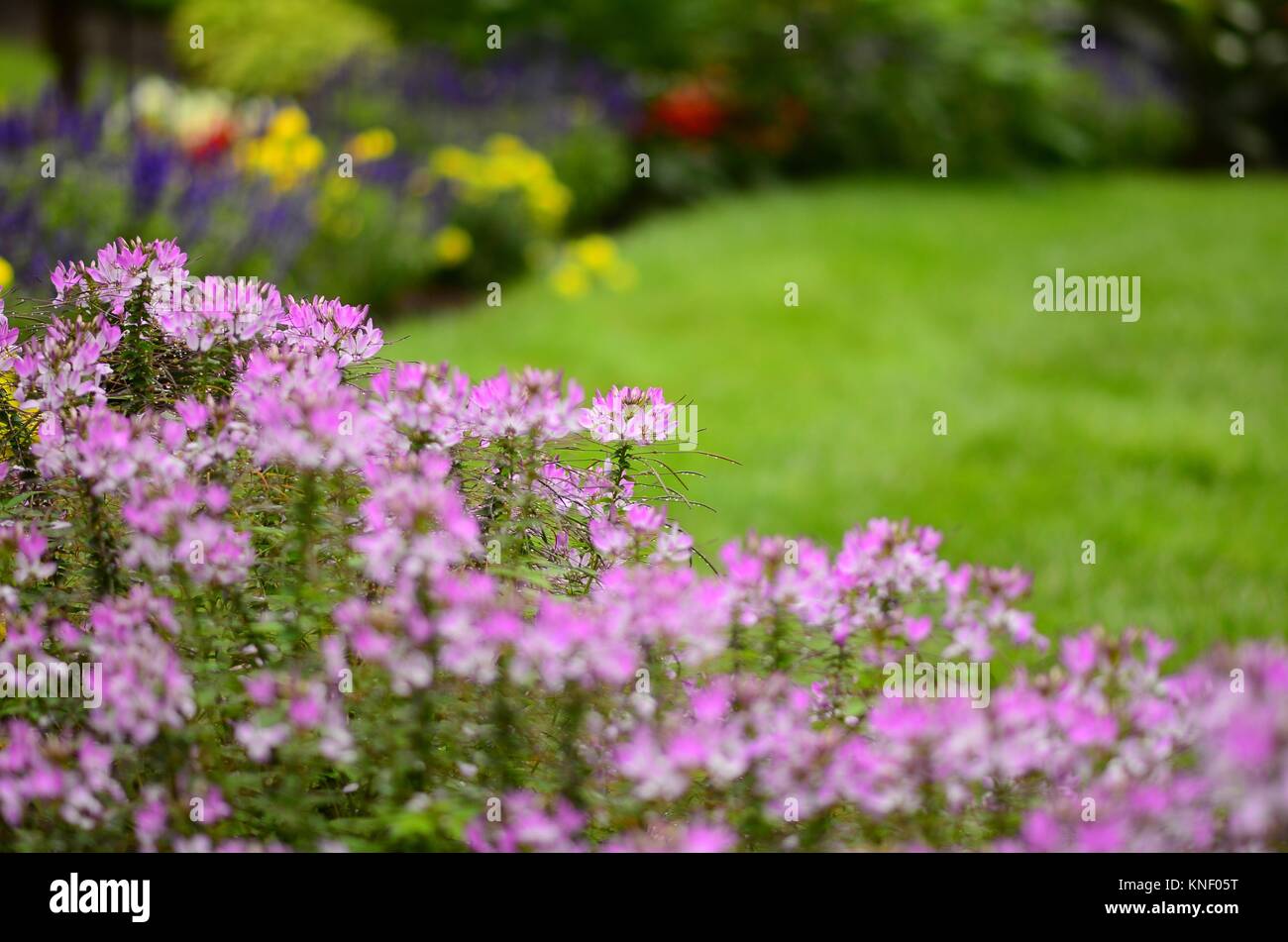 Cleome flowers in very soft focus highlight the flower garden, Pennsylvania, USA. Stock Photo