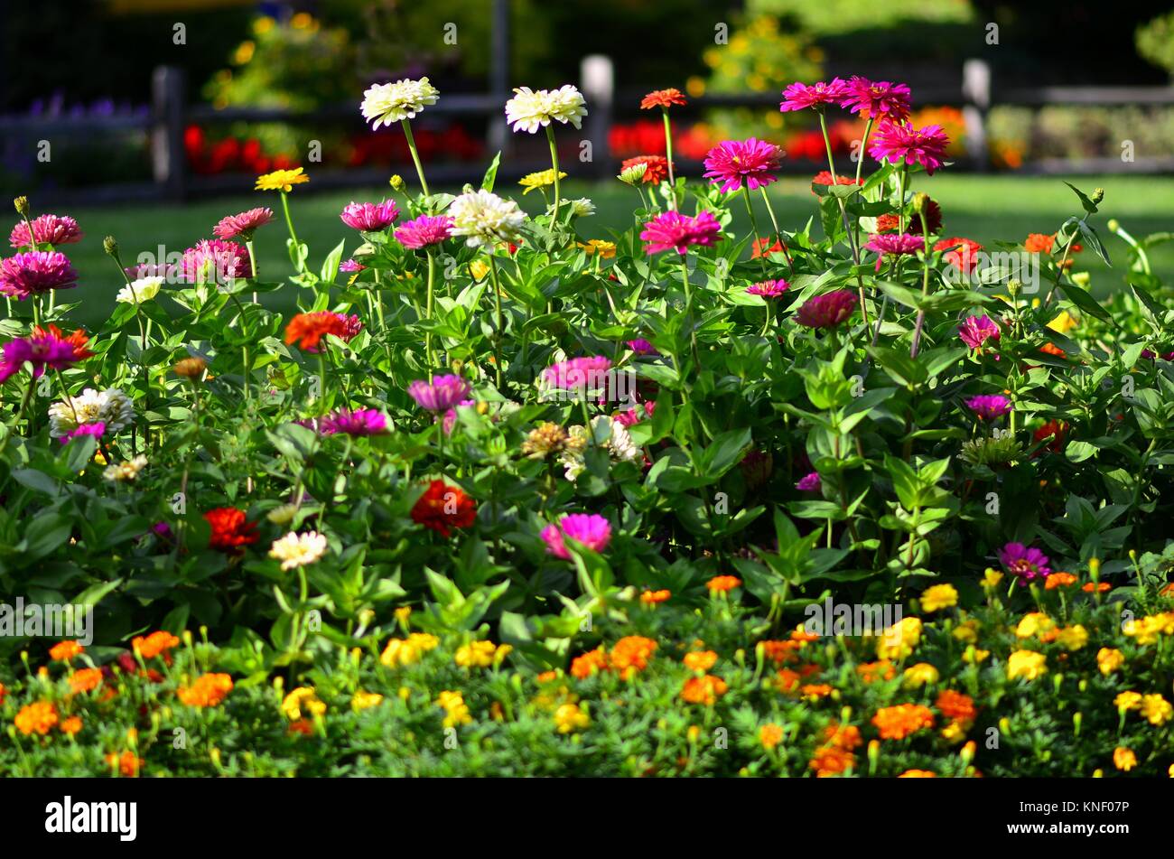 Zinnias and marigolds in soft-focus, Pennsylvania, USA Stock Photo - Alamy