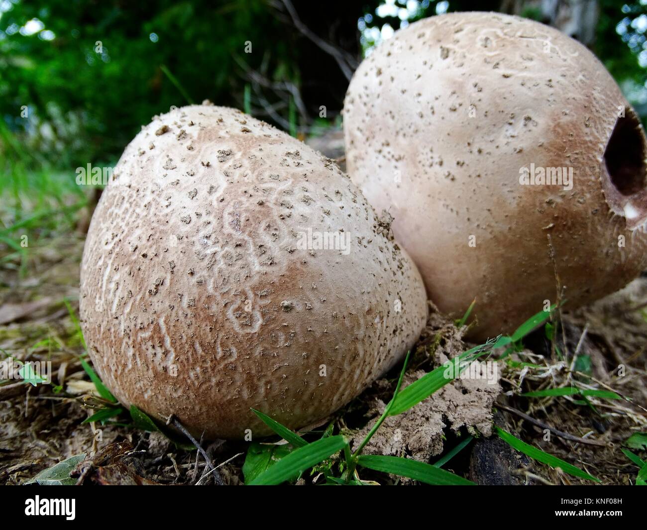 Giant puffball mushrooms, calvatia booniana, make an appearance in late summer, Pennsylvania, USA. Stock Photo