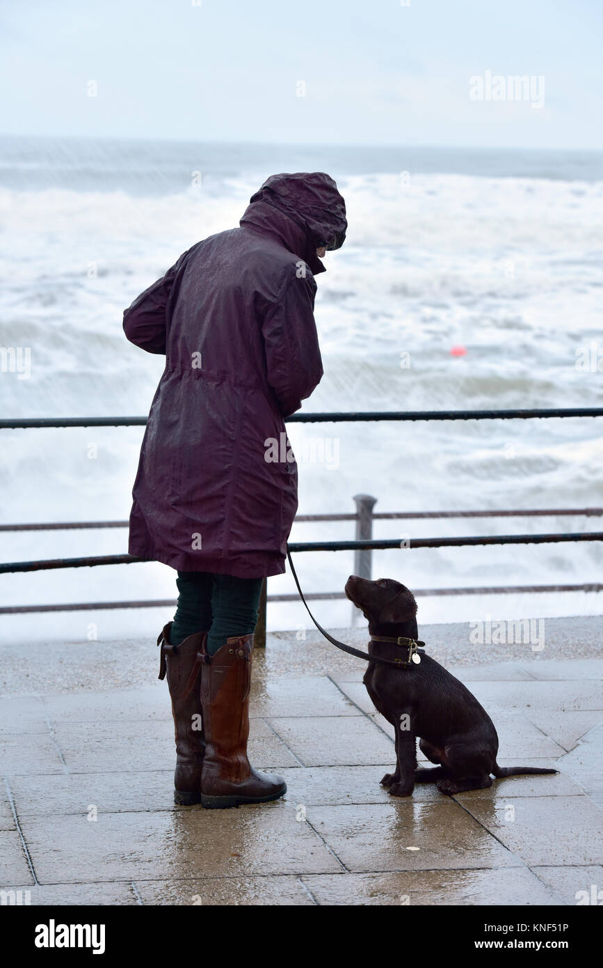 labrador winter coat
