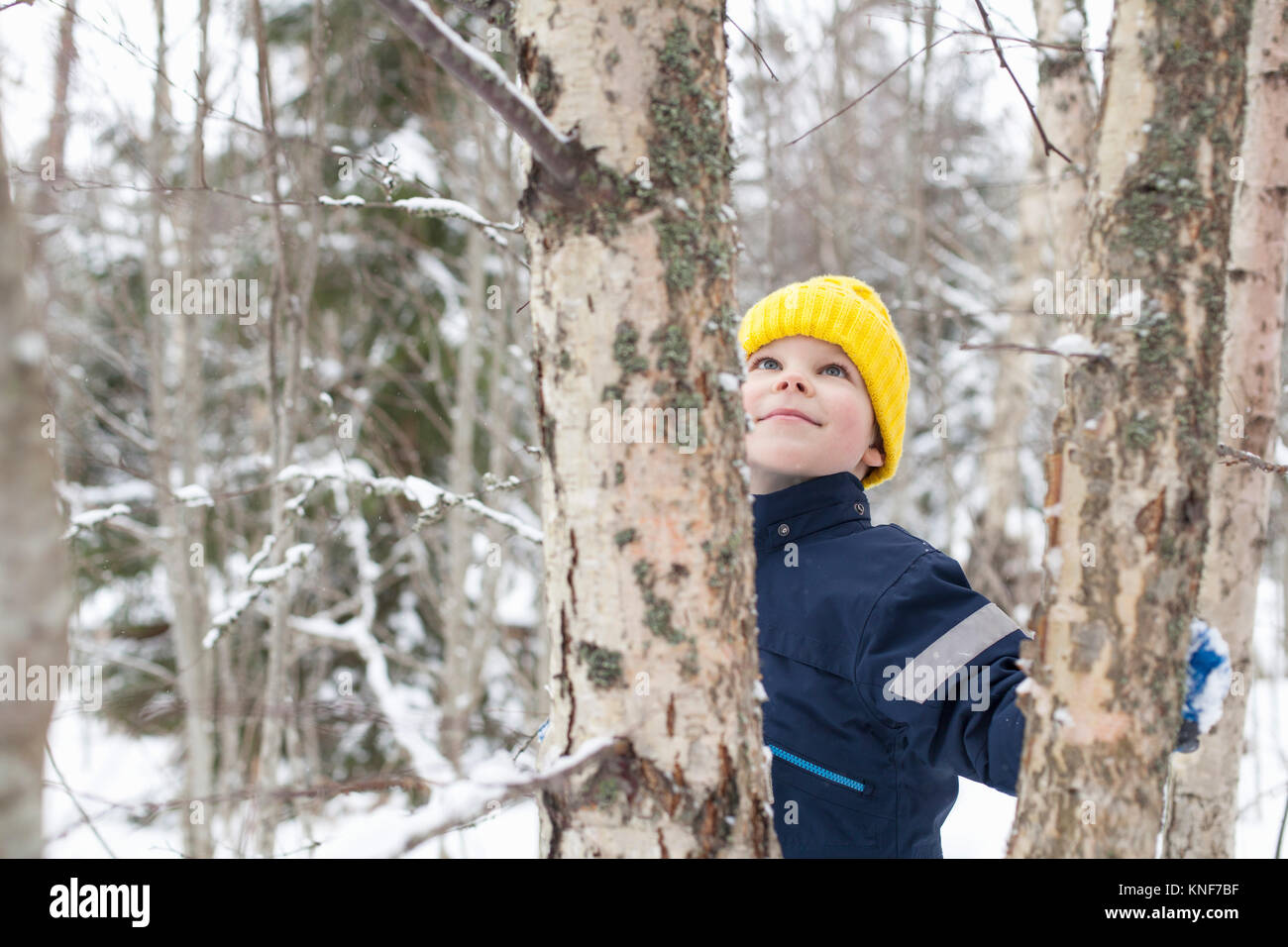 Boy in yellow knit hat looking up at tree in snow covered forest Stock Photo
