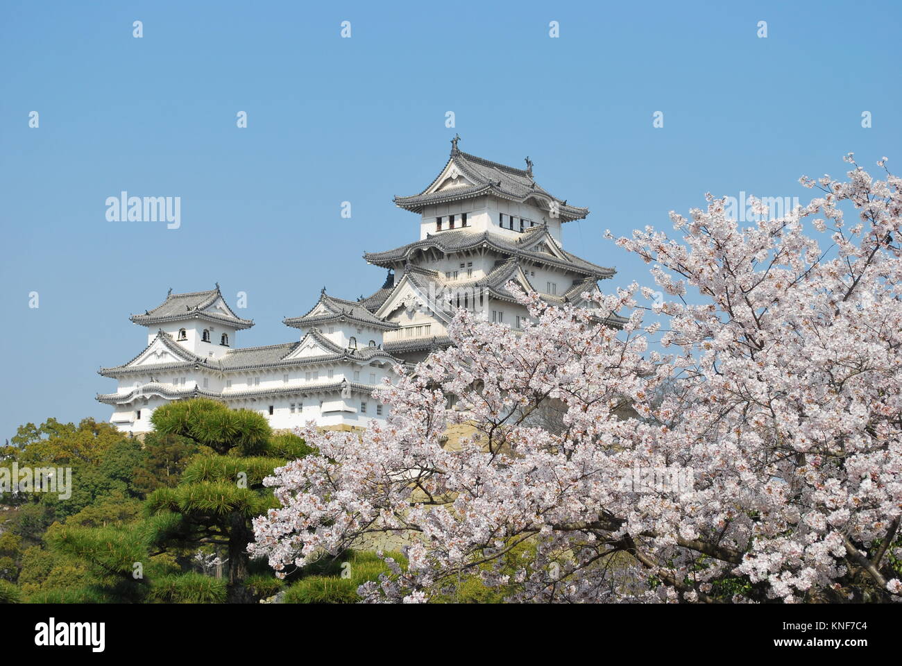 Cherry blossoms in full bloom in spring at Himeji castle, Japan. A symbol of respect, power, glory, history, and peace. Stock Photo