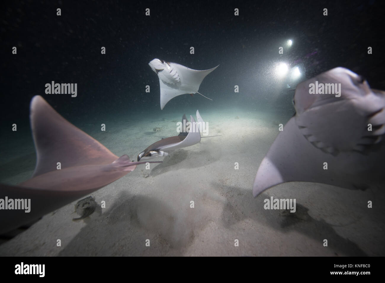 Mobula rays feeding on plankton at night Stock Photo