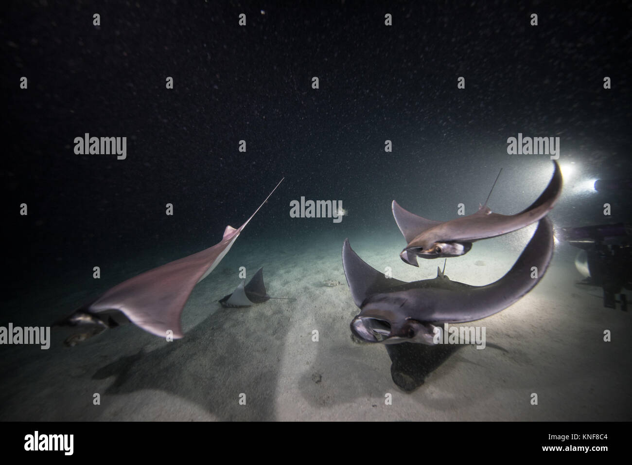 Mobula rays feeding on plankton at night Stock Photo