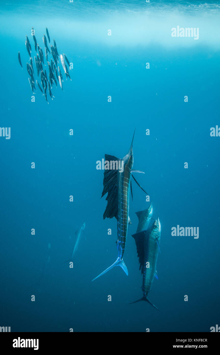 Sardine baitballs hires stock photography and images Alamy