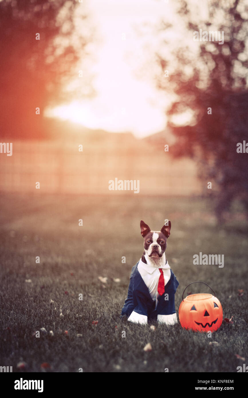 Portrait of boston terrier wearing business attire for halloween in park Stock Photo