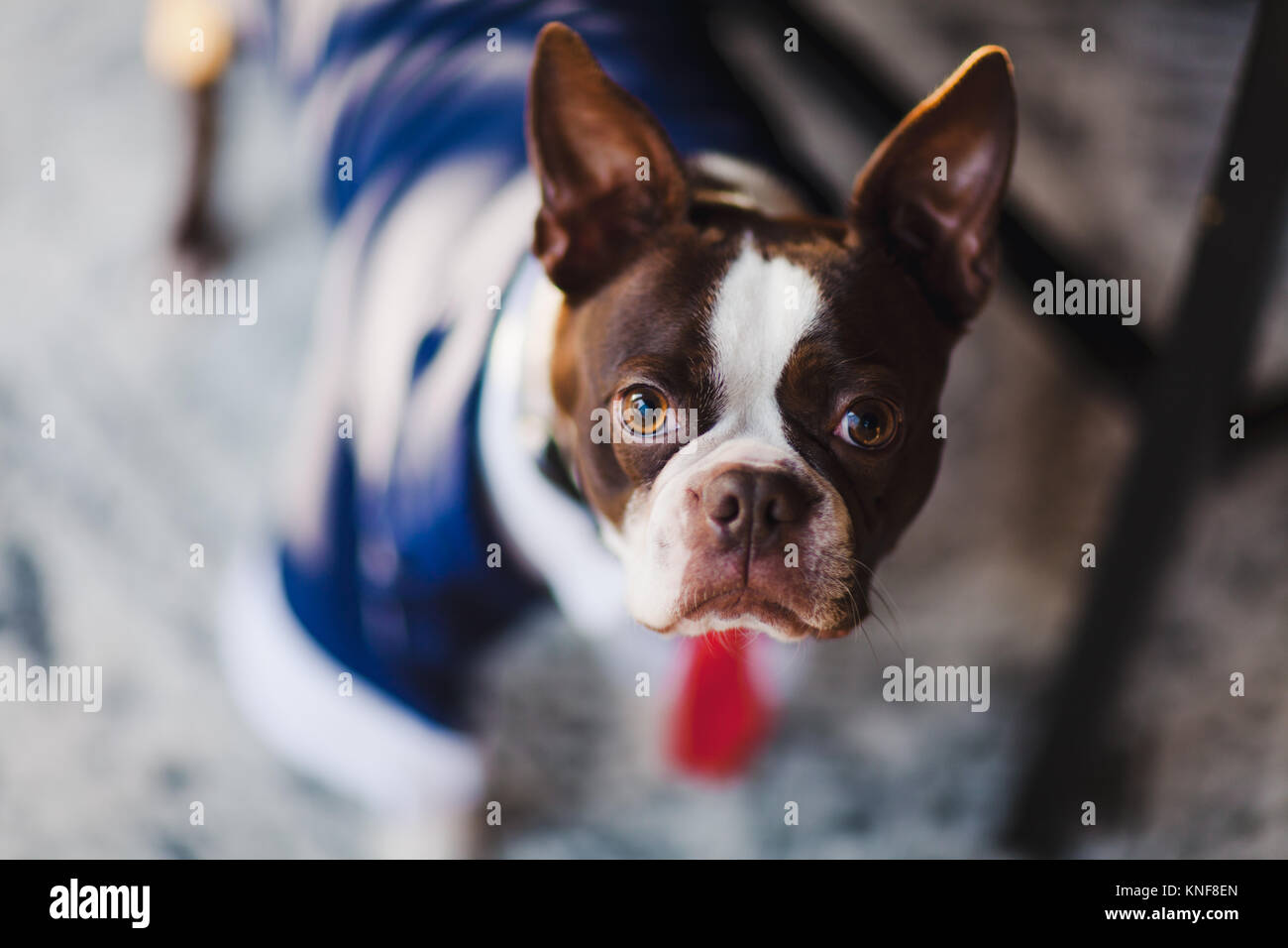 Shallow focus portrait of boston terrier wearing business attire Stock Photo