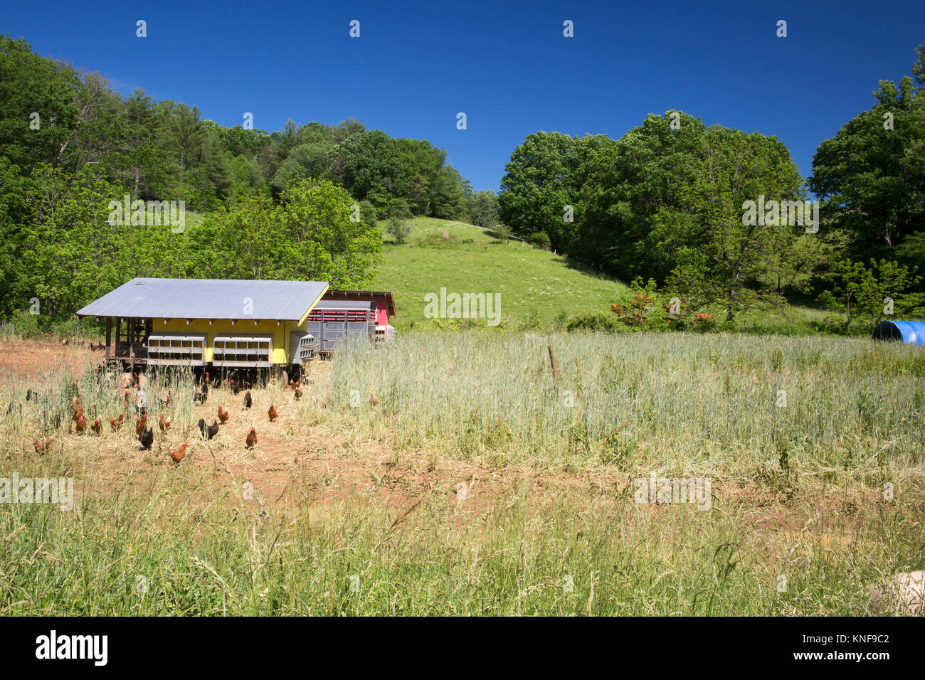 Free range chicken farm house field hires stock photography and images