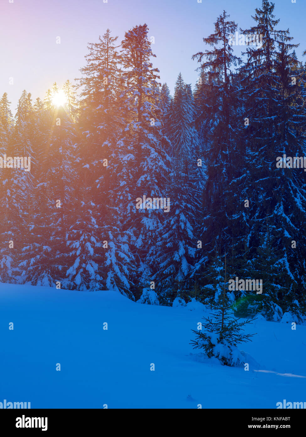 winter landscape tree covered with fresh snow in sunset Stock Photo - Alamy