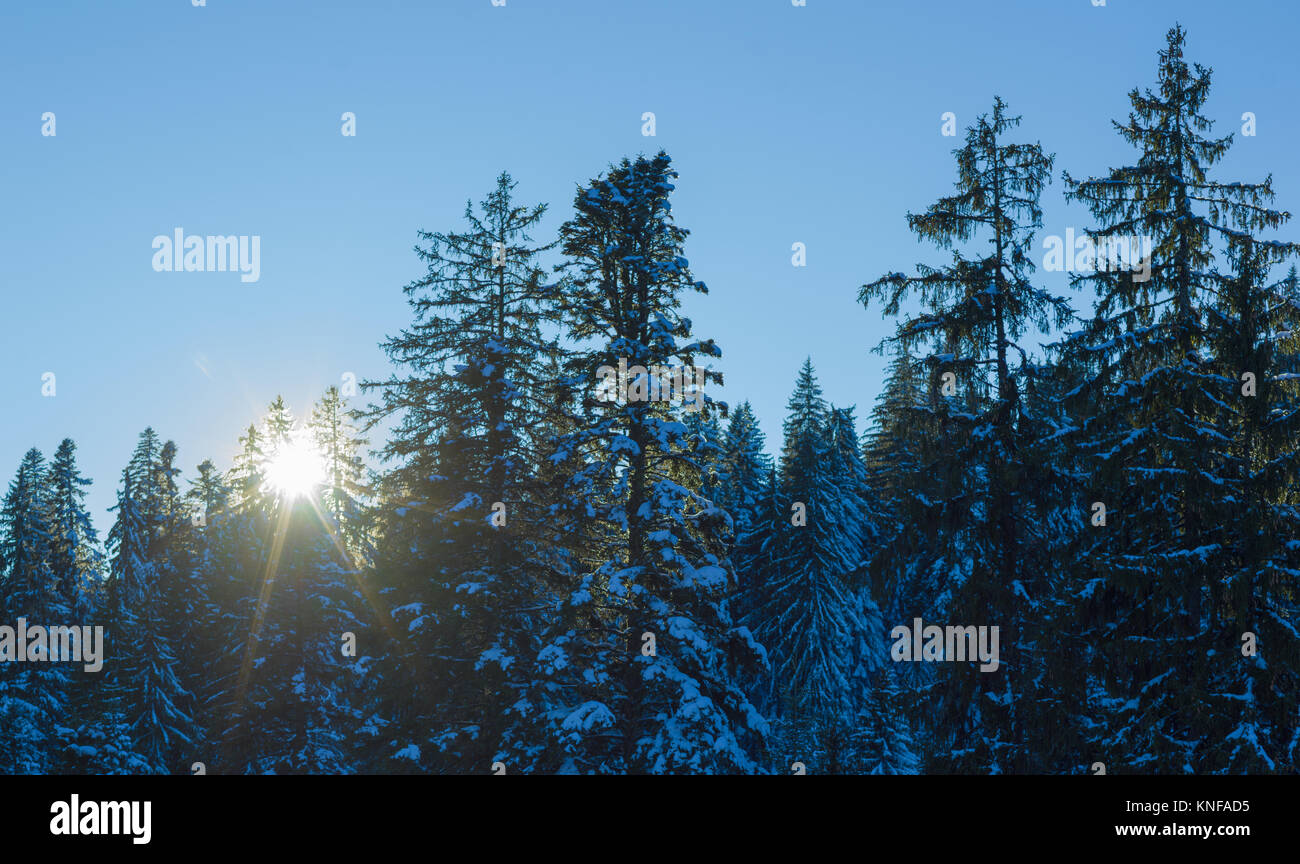 winter landscape tree covered with fresh snow in sunset Stock Photo - Alamy