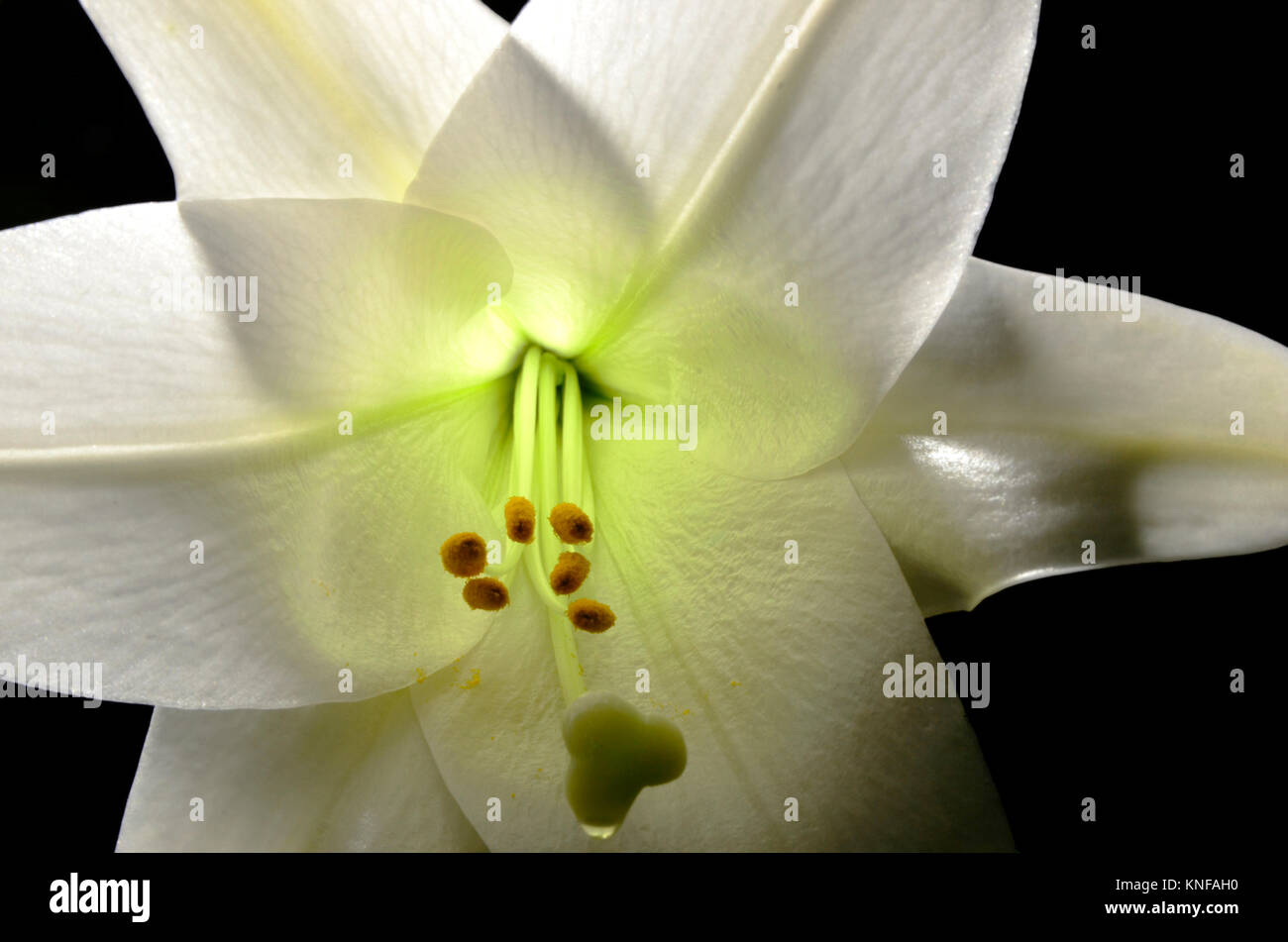 an extreme close up of a back lit easter lily  making pedals appear almost transparent with a green glow. Stock Photo