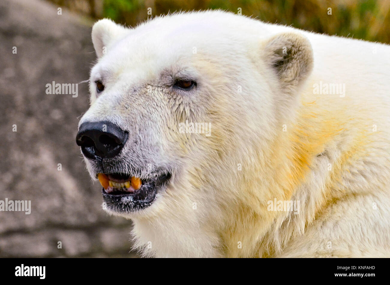 Close up portrait of a Polar bear against rocks Stock Photo