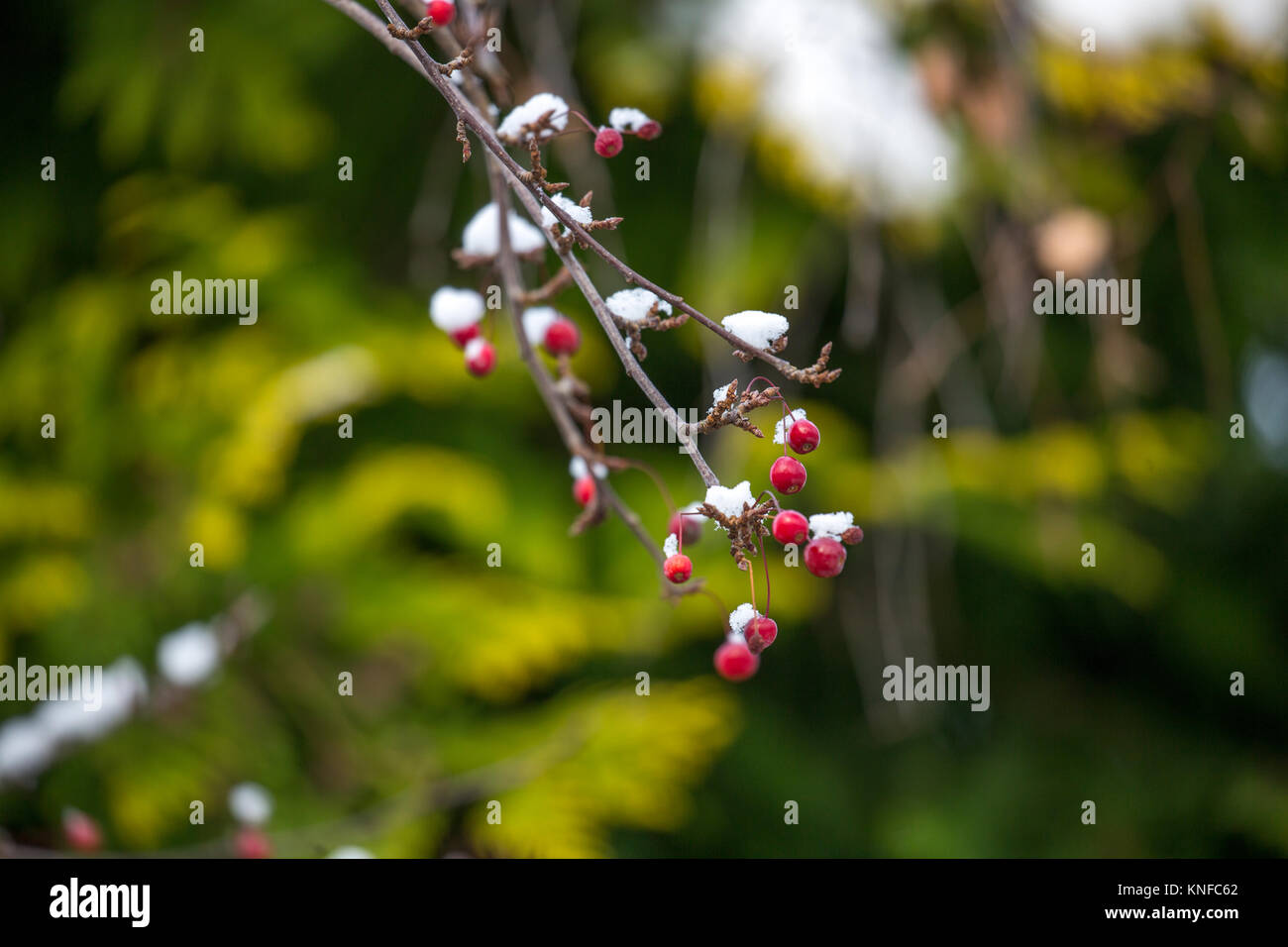 An image of red berries on a tree covered in snow Stock Photo - Alamy