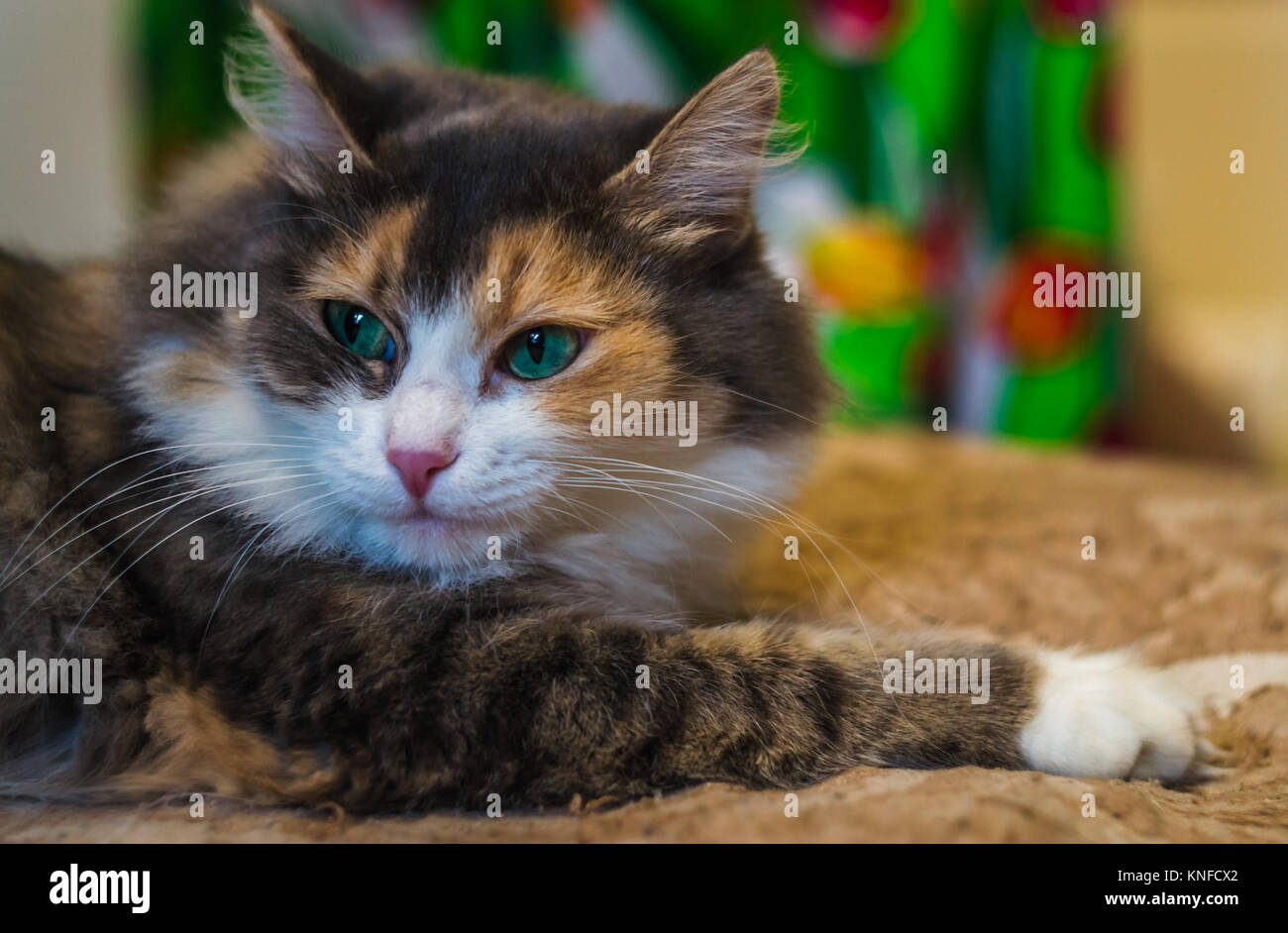 lazy cat on the bed Stock Photo