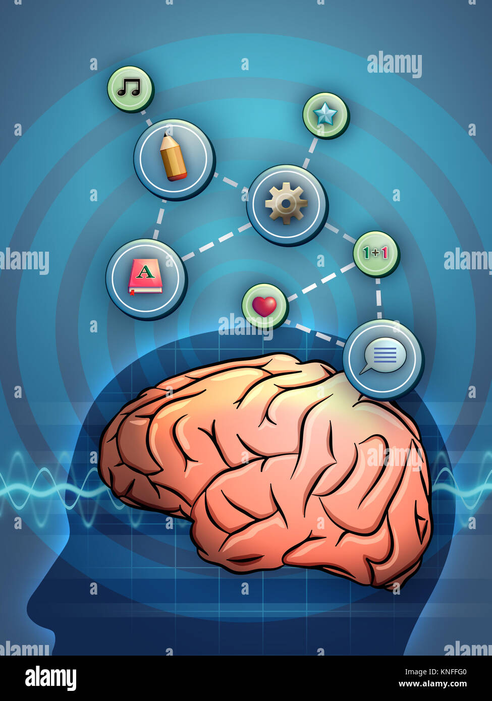 Different thought processes linked to a brain. Digital illustration Stock Photo Alamy