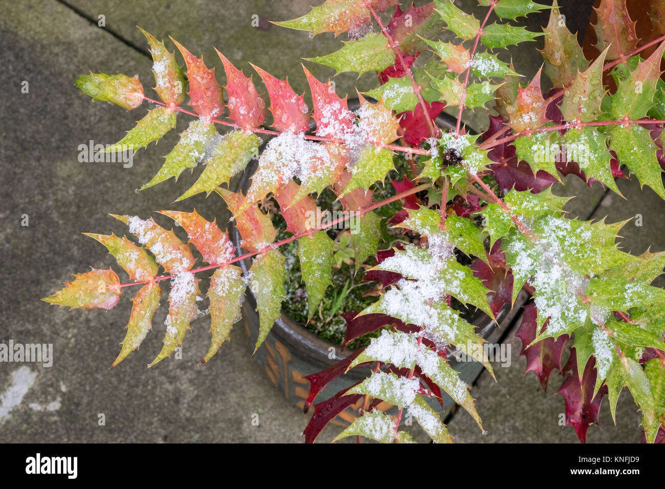 Evergreen shrub Mahonia japonica with autumn winter foliage, December, England UK Stock Photo
