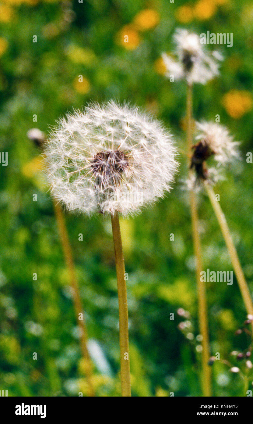 DANDELION on the lawn 2014 Stock Photo