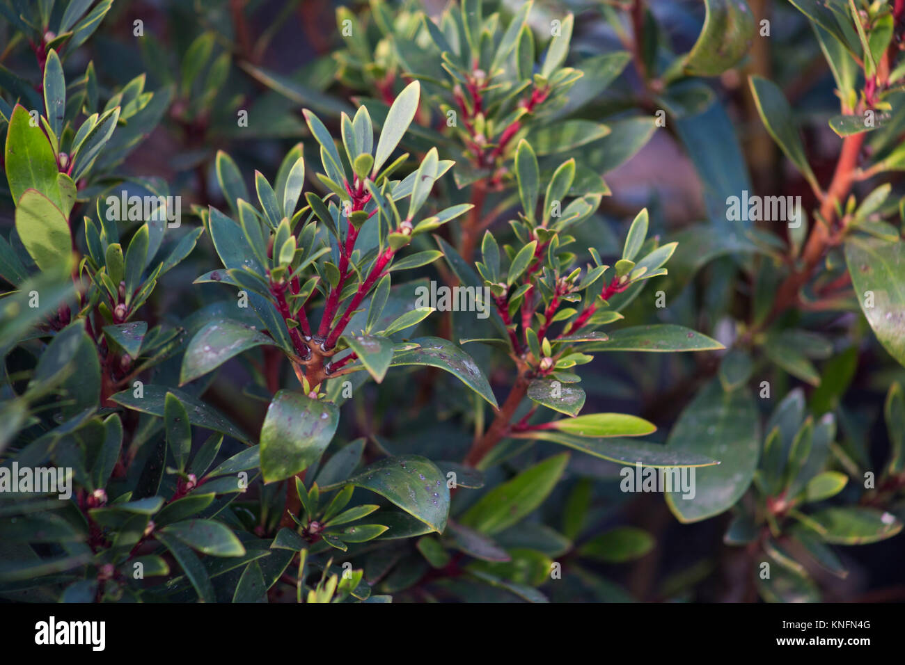 Tasmannia lanceolata Stock Photo