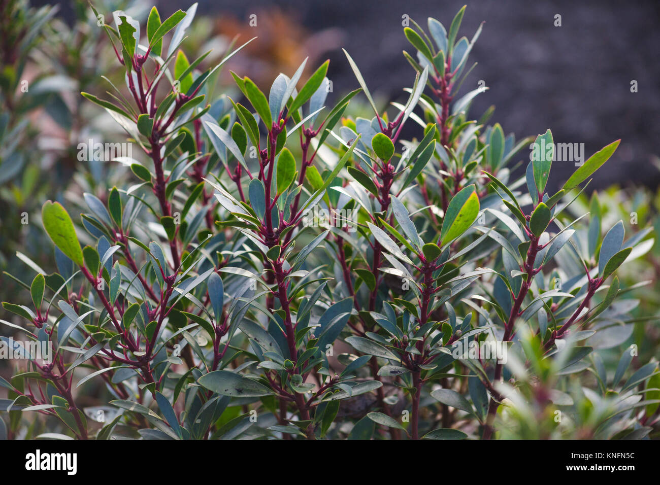 Tasmannia lanceolata Stock Photo
