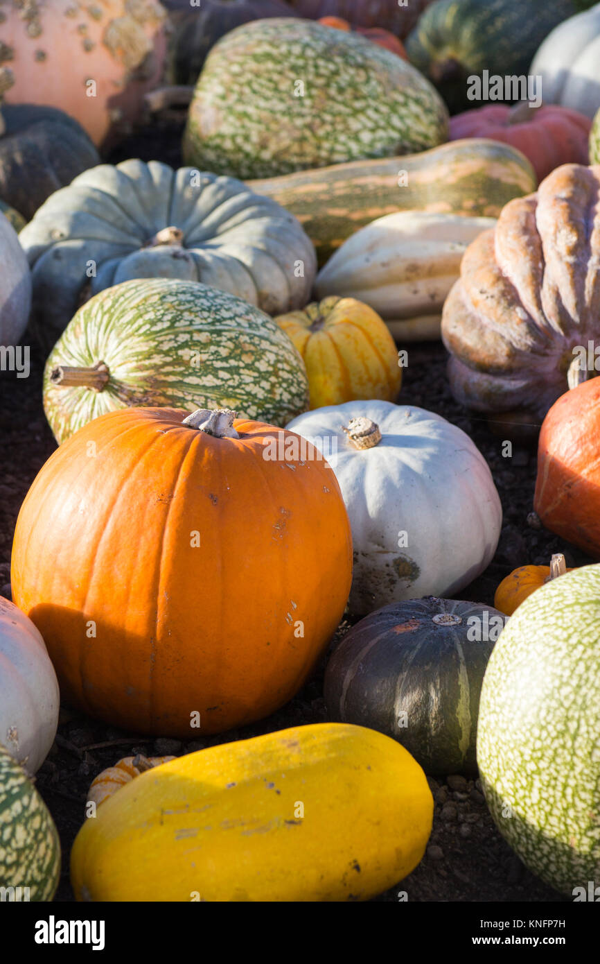 A collection of harvested pumpkins Stock Photo