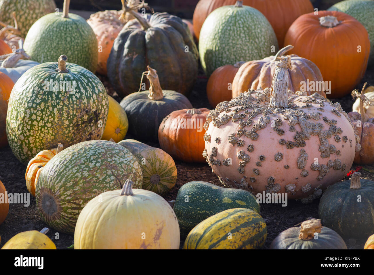 A collection of harvested pumpkins including Cucurbita maxima 'Galeux d'Eysines' and Cucurbita ficifolia Stock Photo